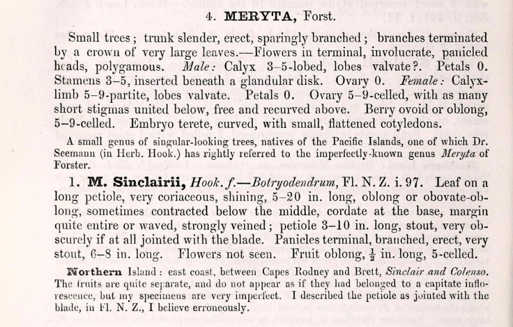 Meryta sinclairii description