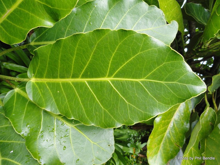 Meryta_sinclairii__Puka__Pukanui-001 (leaf)