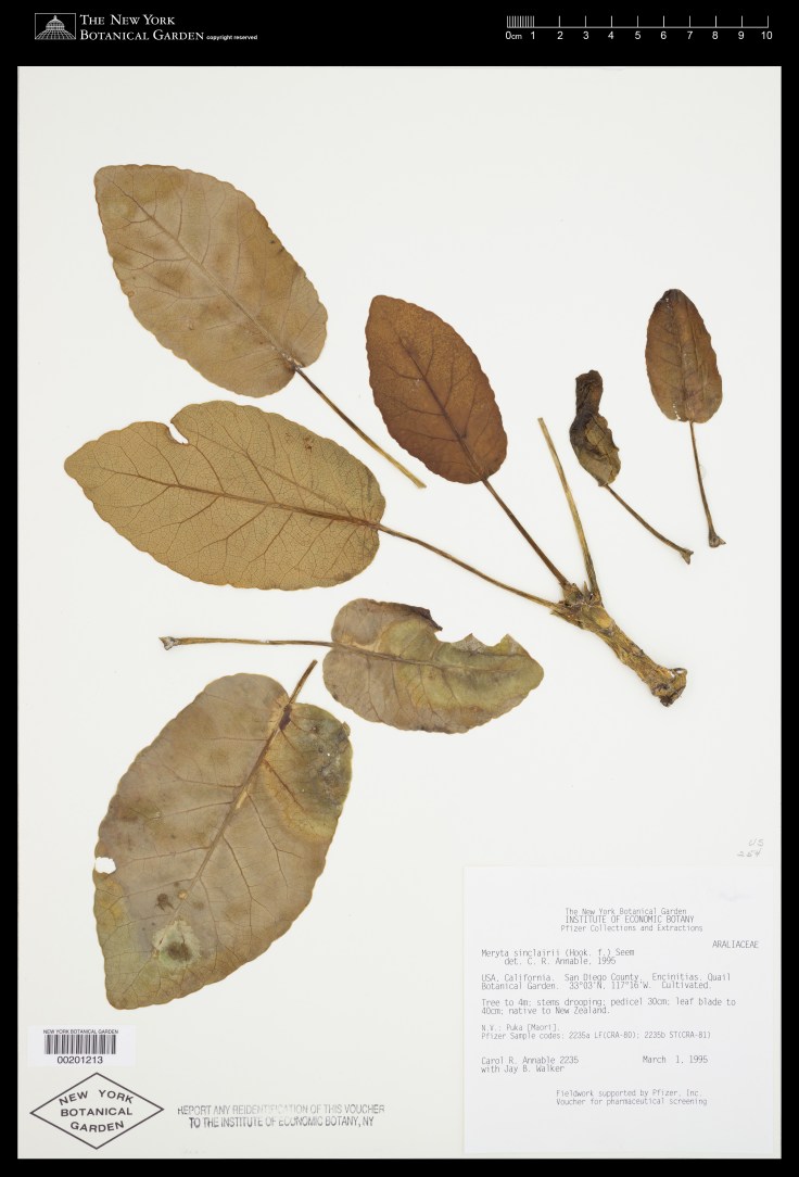 Virtual Herbarium Image